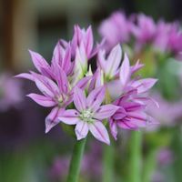 Allium 'Eros' Photo: Nijssen
